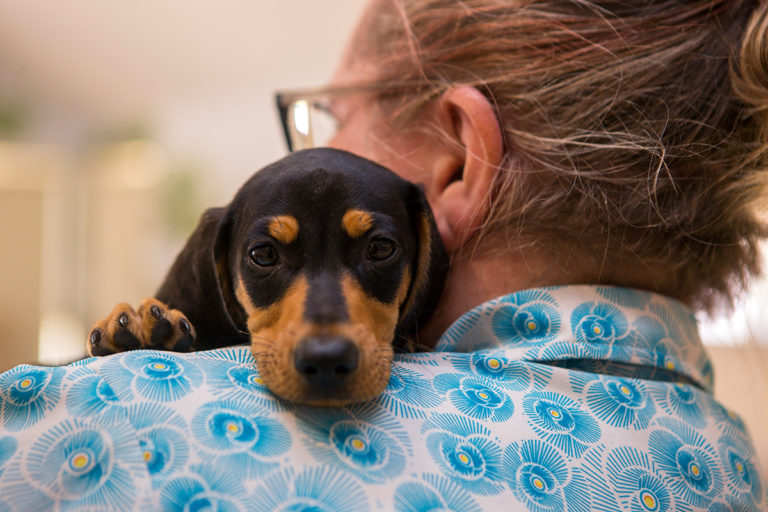 Pet Therapy dog