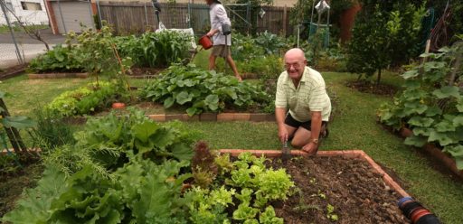 community vegetable garden